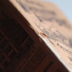 画像6: USAアンティーク紙ものノートブックレット1887年｜Pierce's医療と健康の覚書帳簿 (6)
